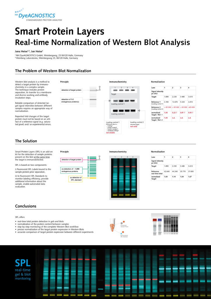 Poster N-Term Meeting Halle 2017: Smart Protein Layers- Real-Time Normalization of Western Blot Analysis